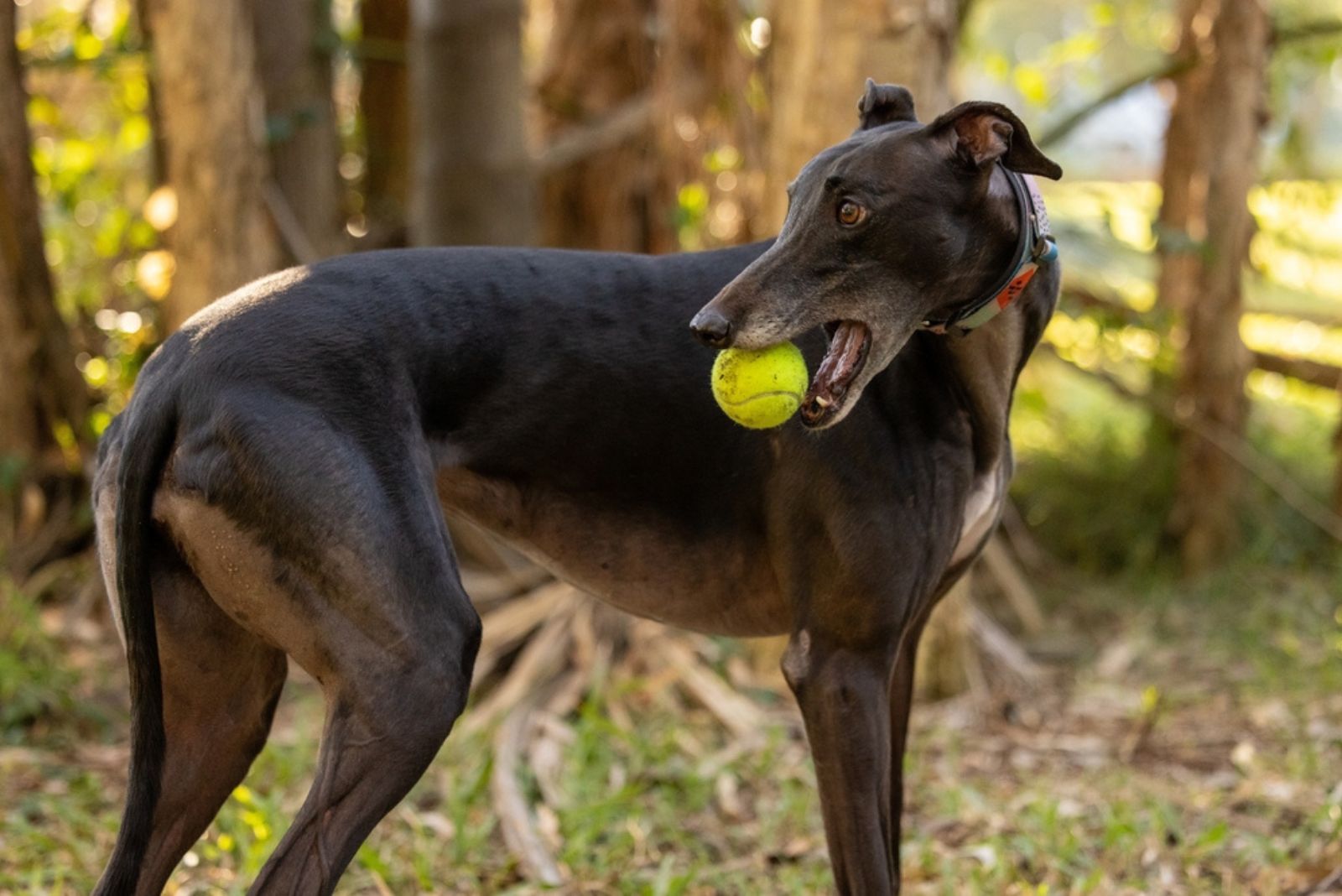 black greyhound holding a ball in mouth