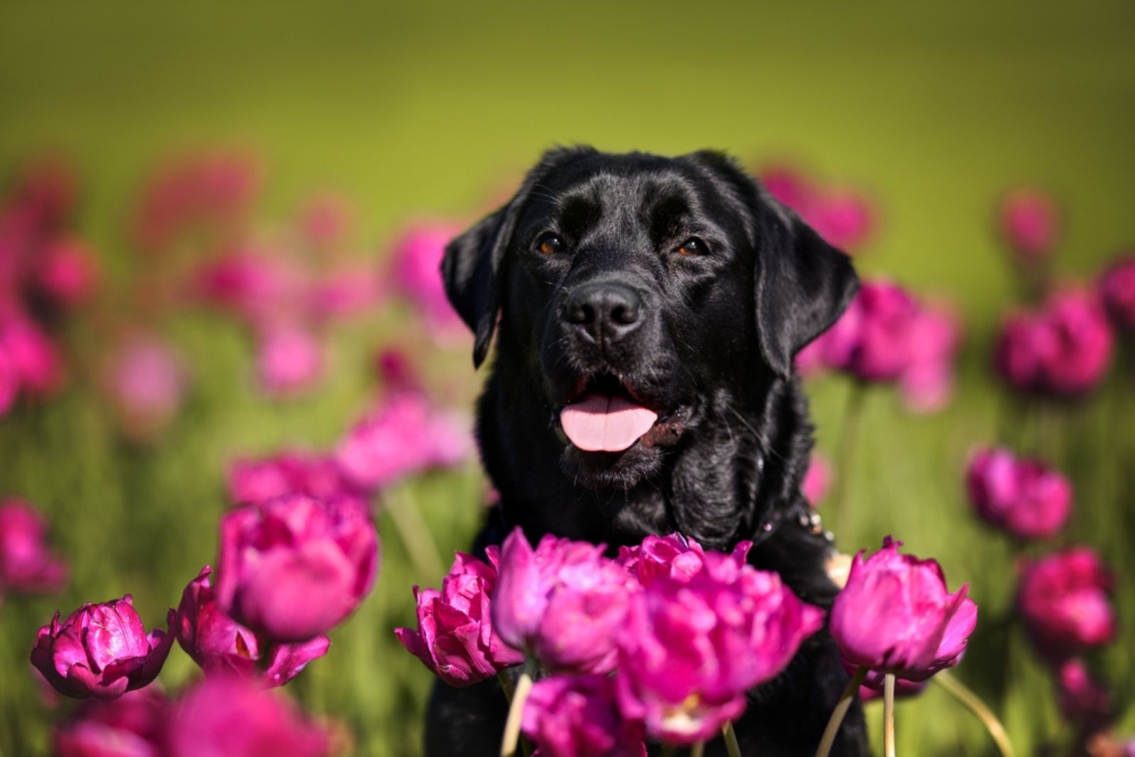 black labrador in flowerfield