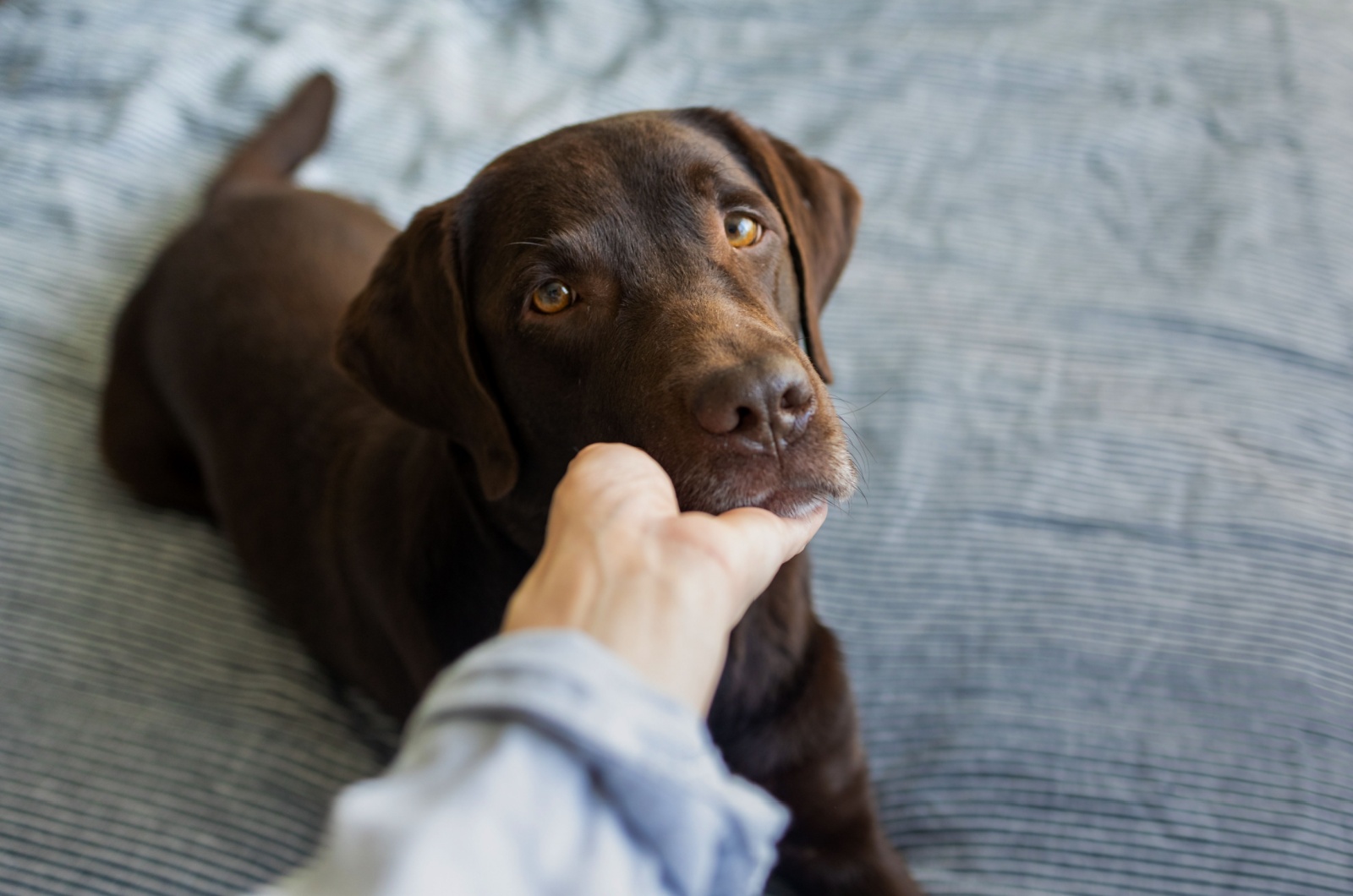 black labrador retriever