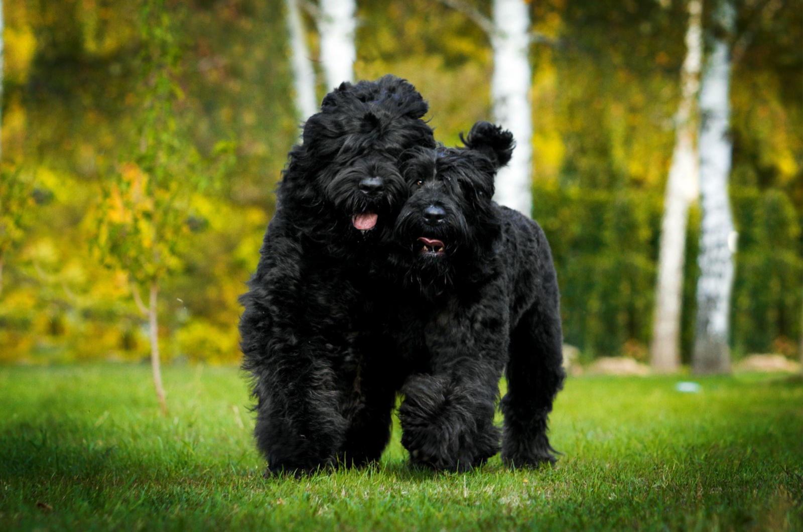 black russian terrier