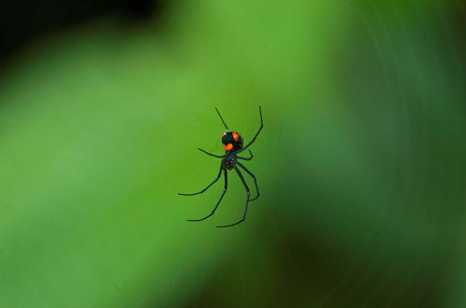 black widow spider