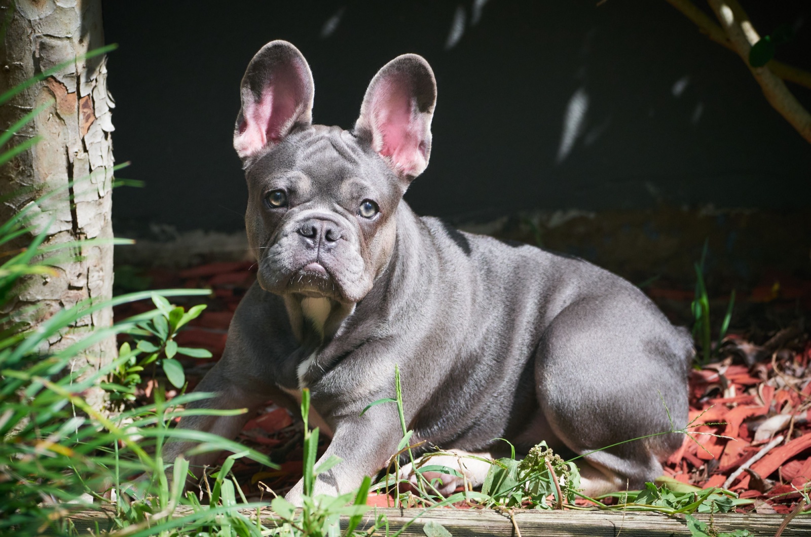 blue and tan french bulldog