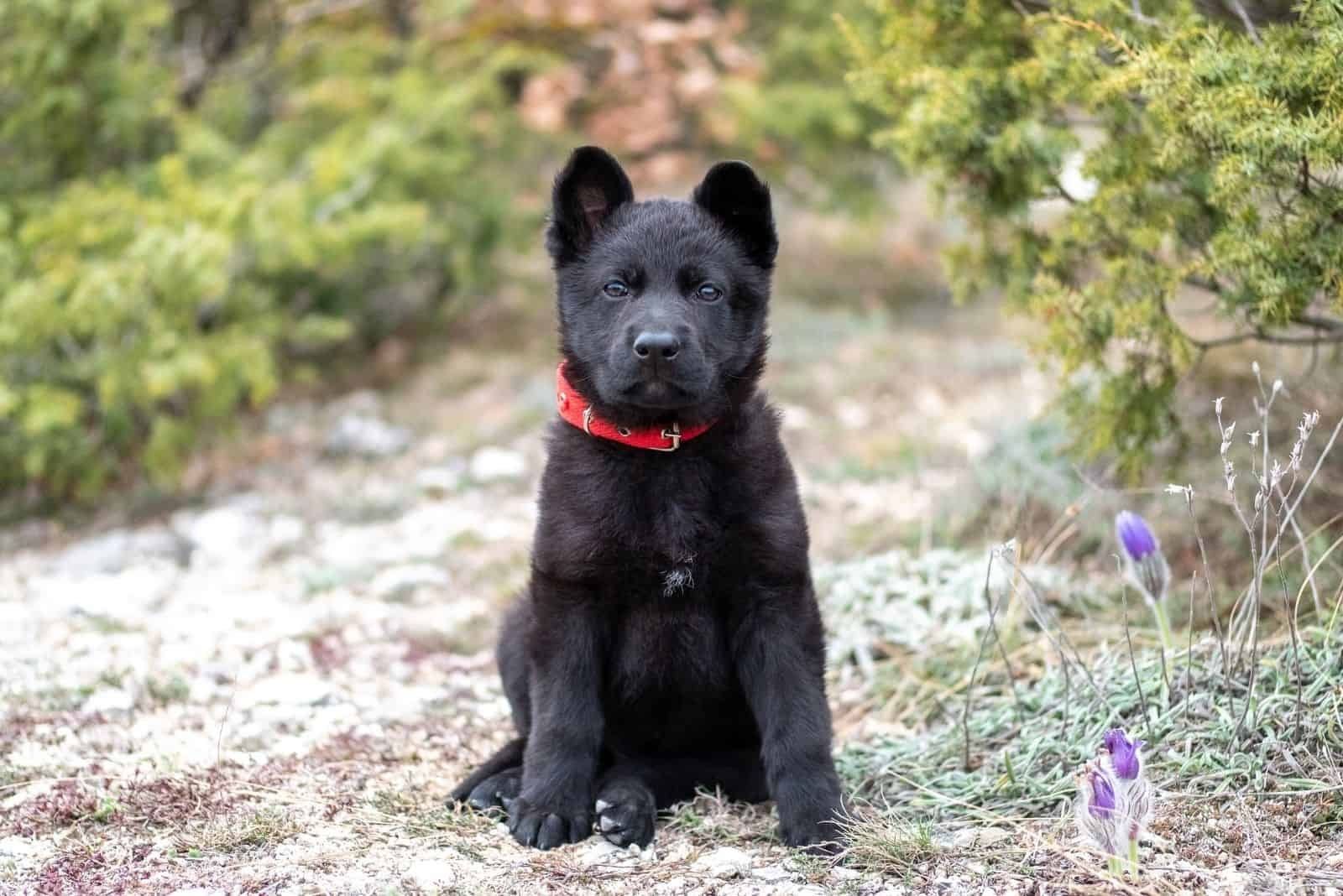 blue german shepherd puppy