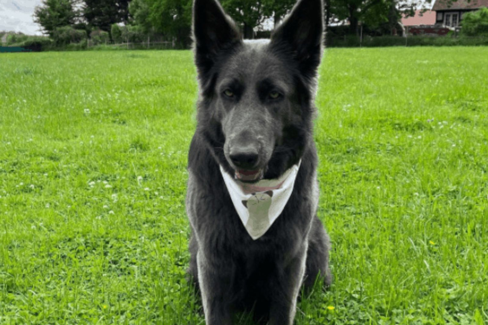 blue german shepherd