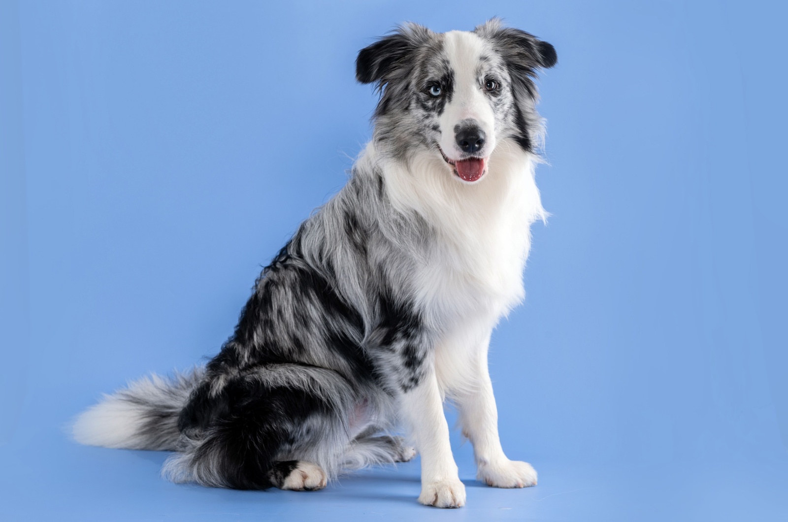 blue merle border collie