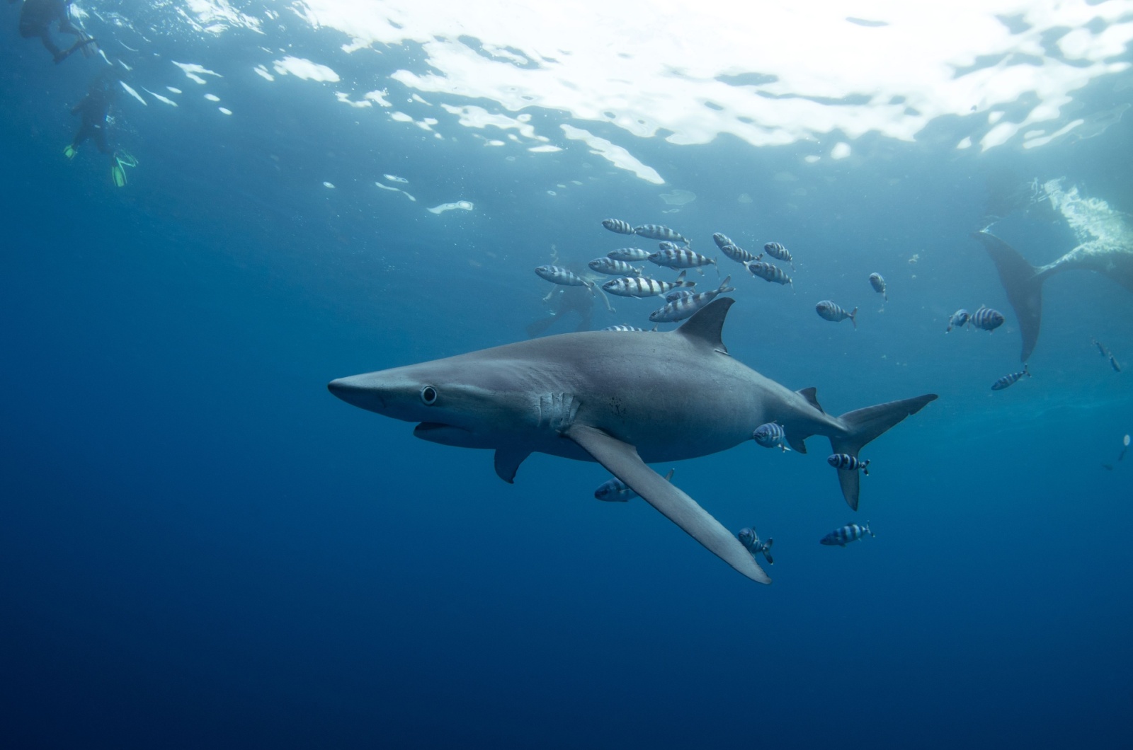 blue shark