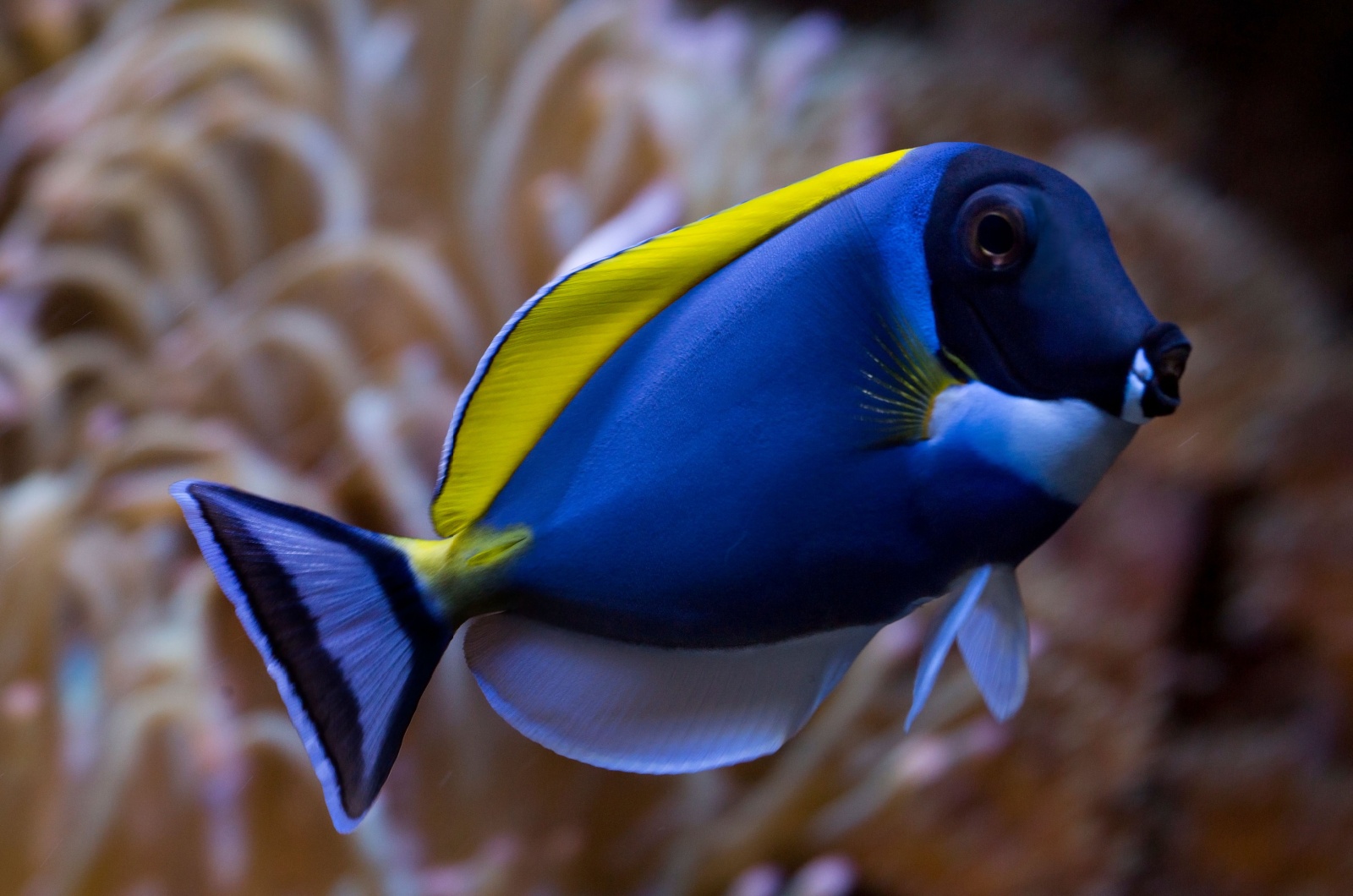 blue tang