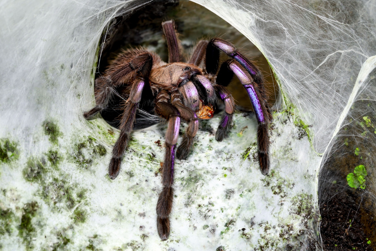 blue tarantula