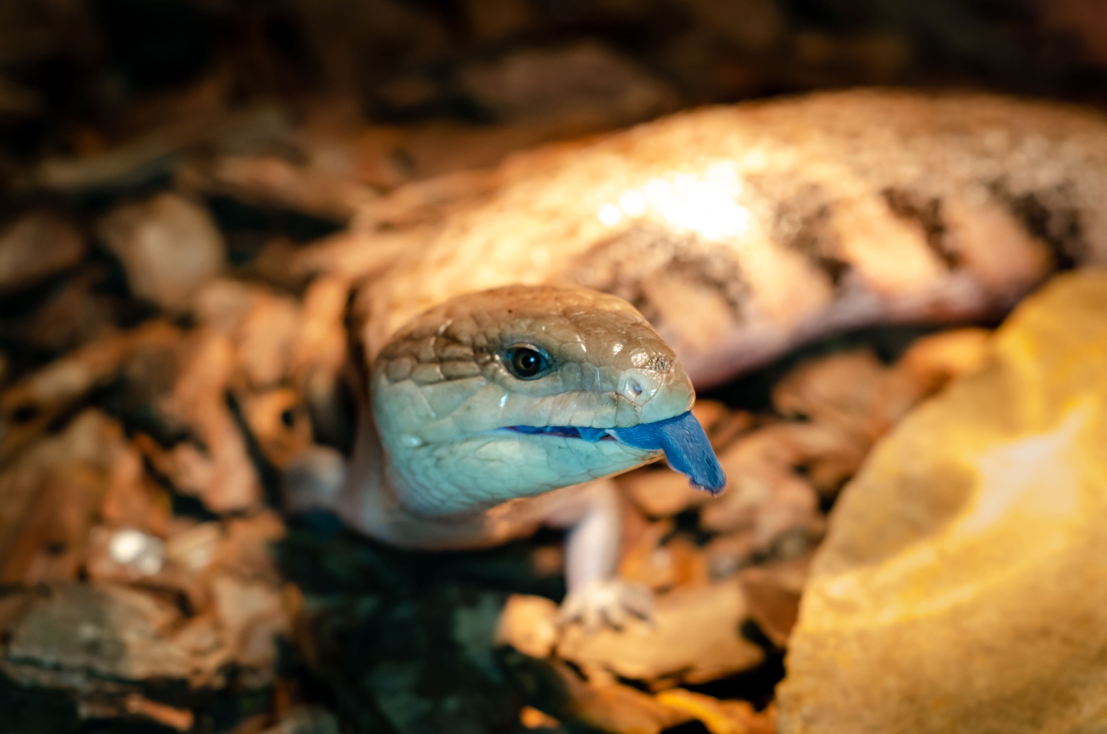 blue tongued lizard