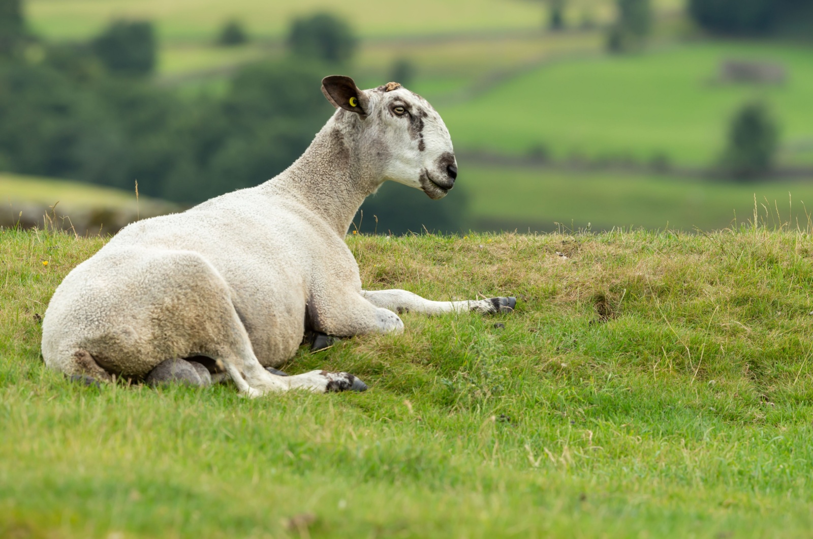 bluefaced leicester sheep