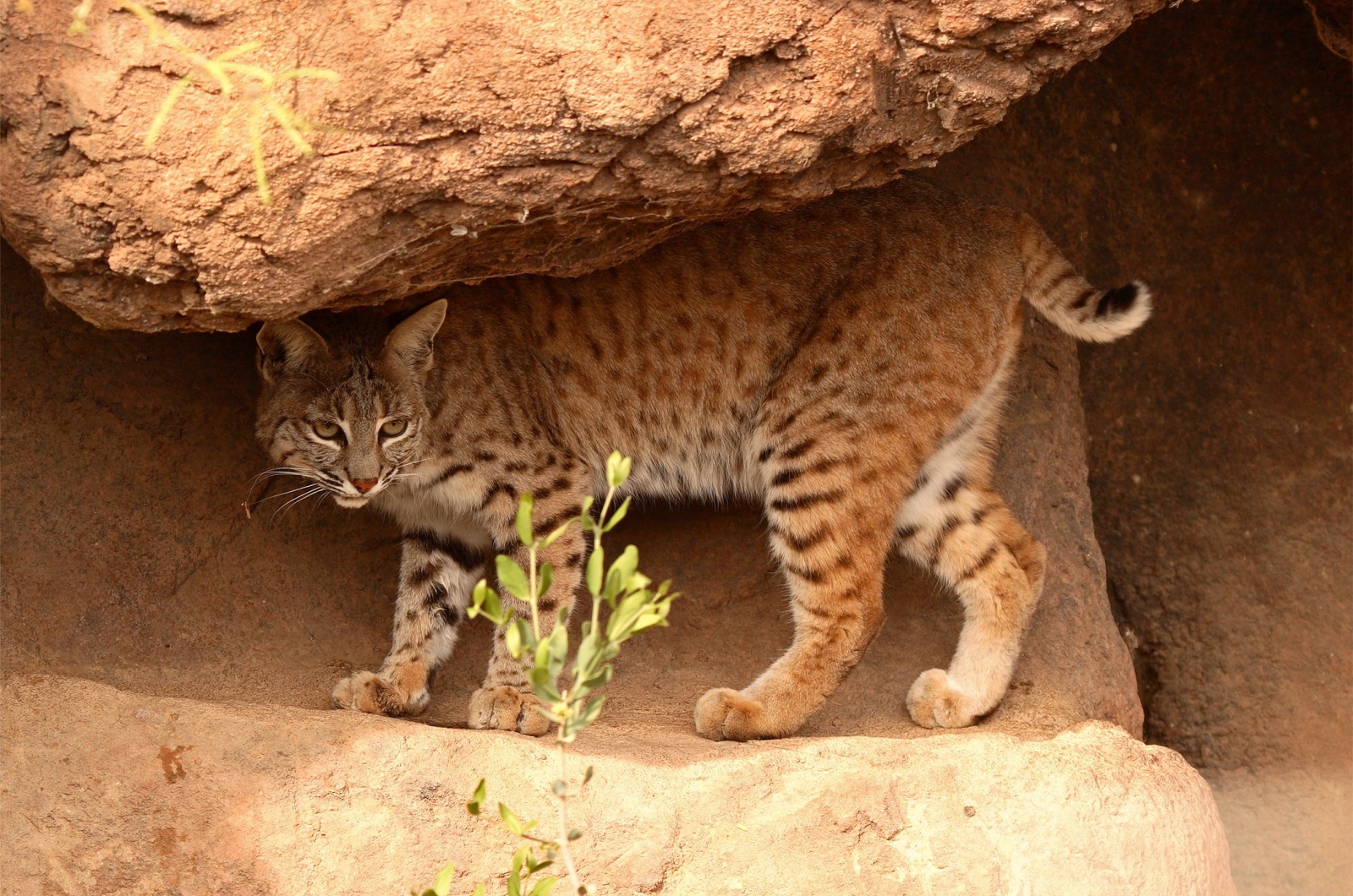 bobcat arizona