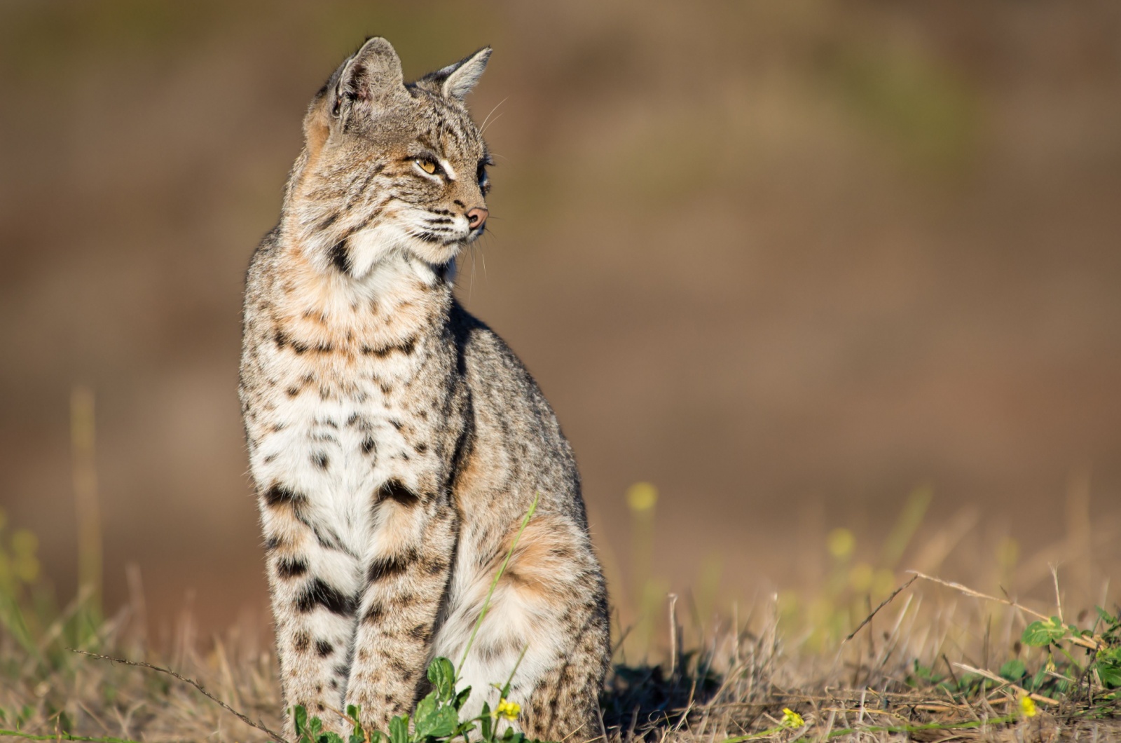 bobcat california