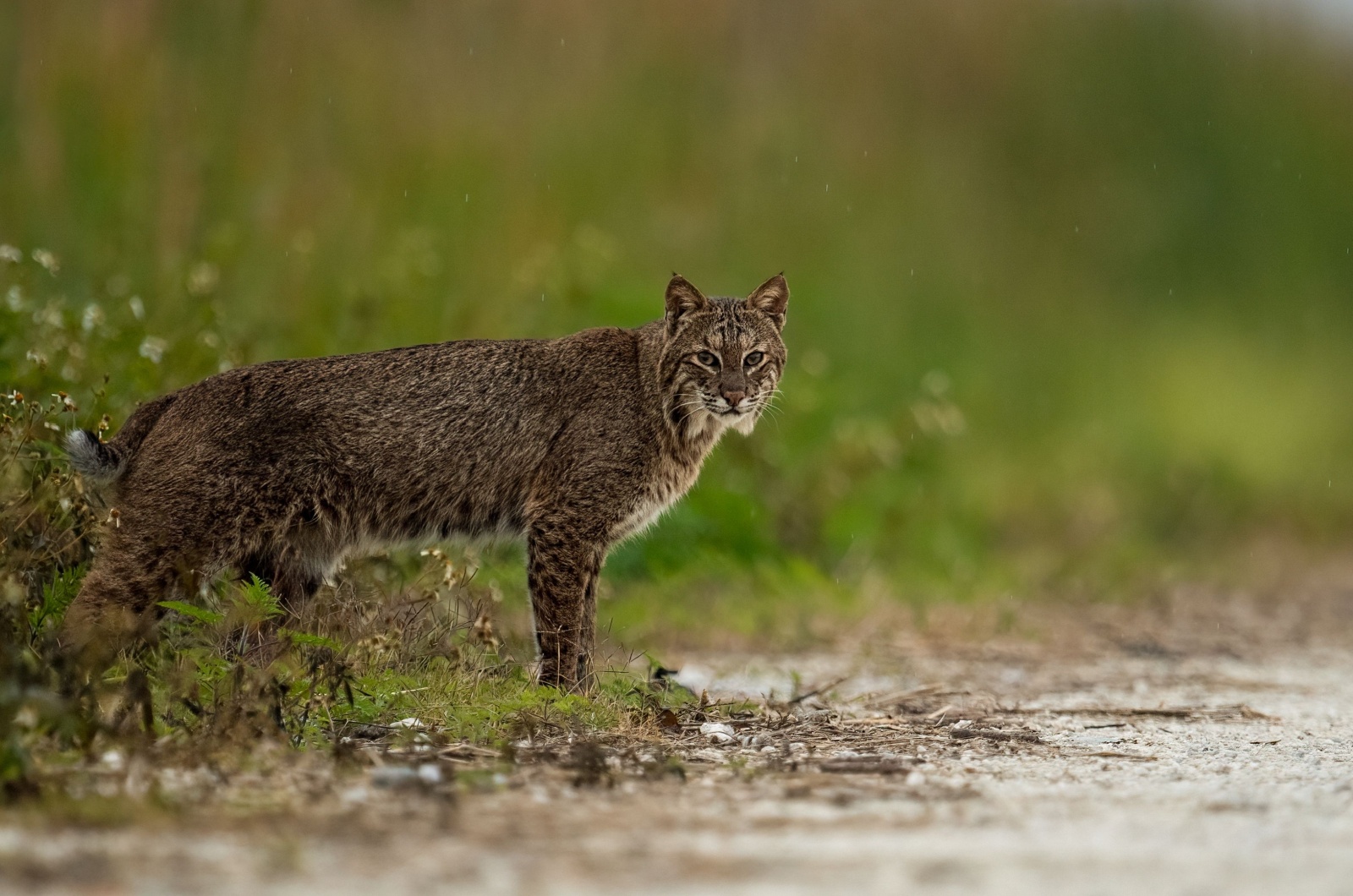 bobcat florida