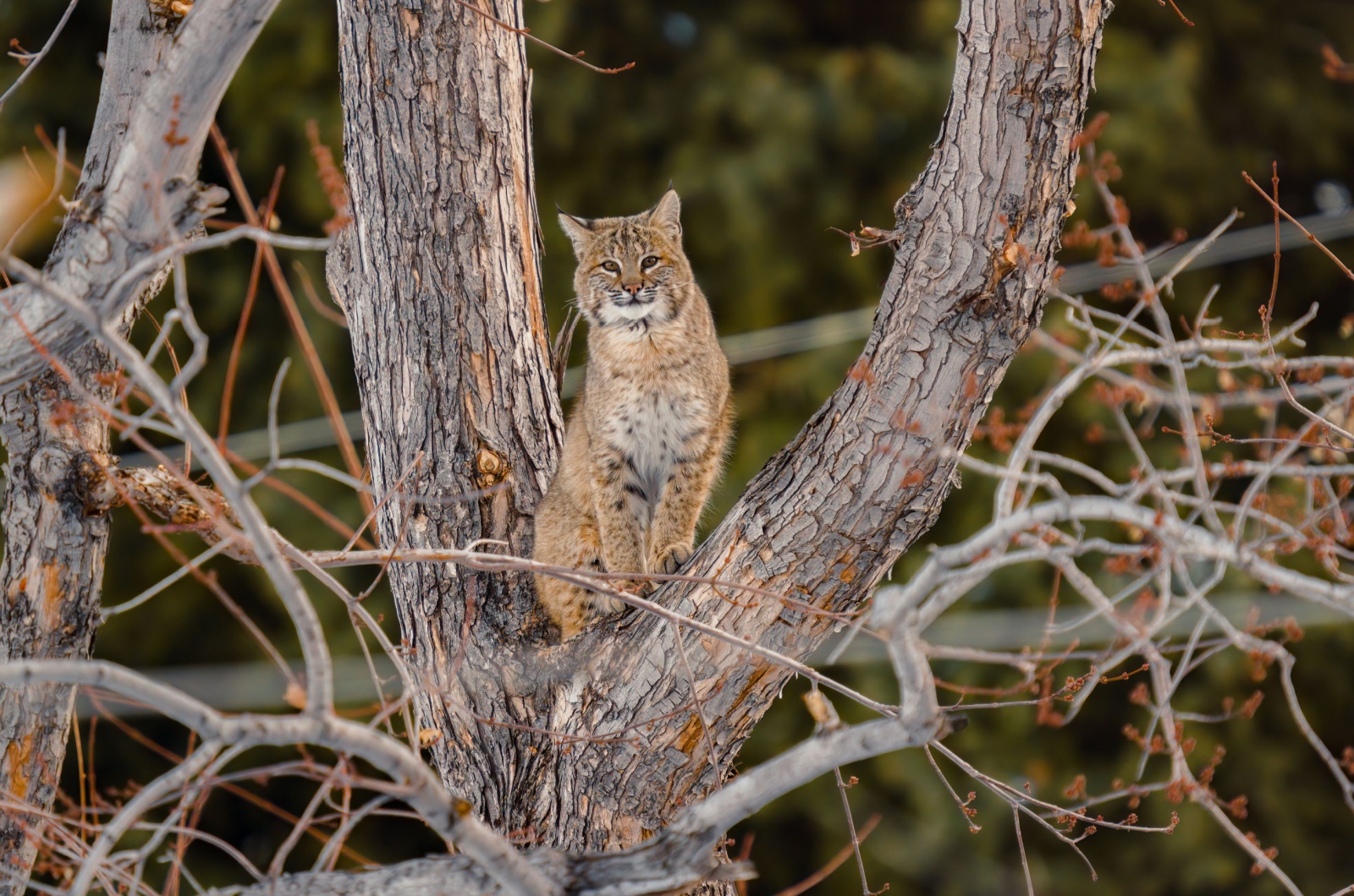 bobcat in montana