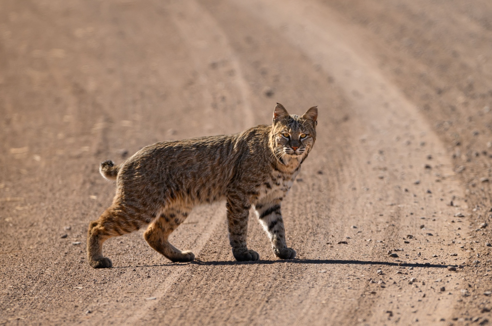 bobcat new mexico