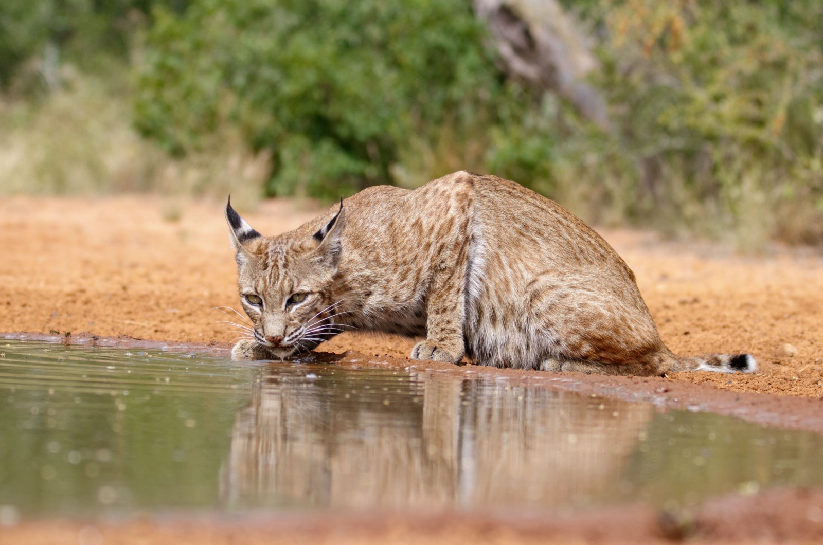 bobcat texas