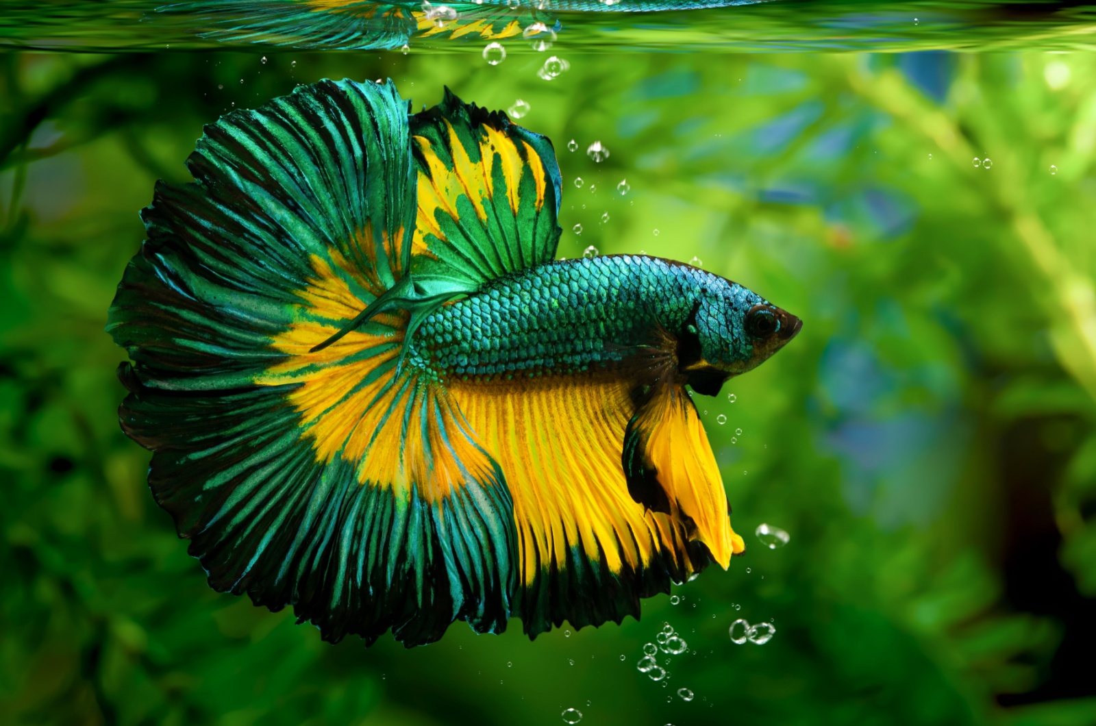 bold betta fish