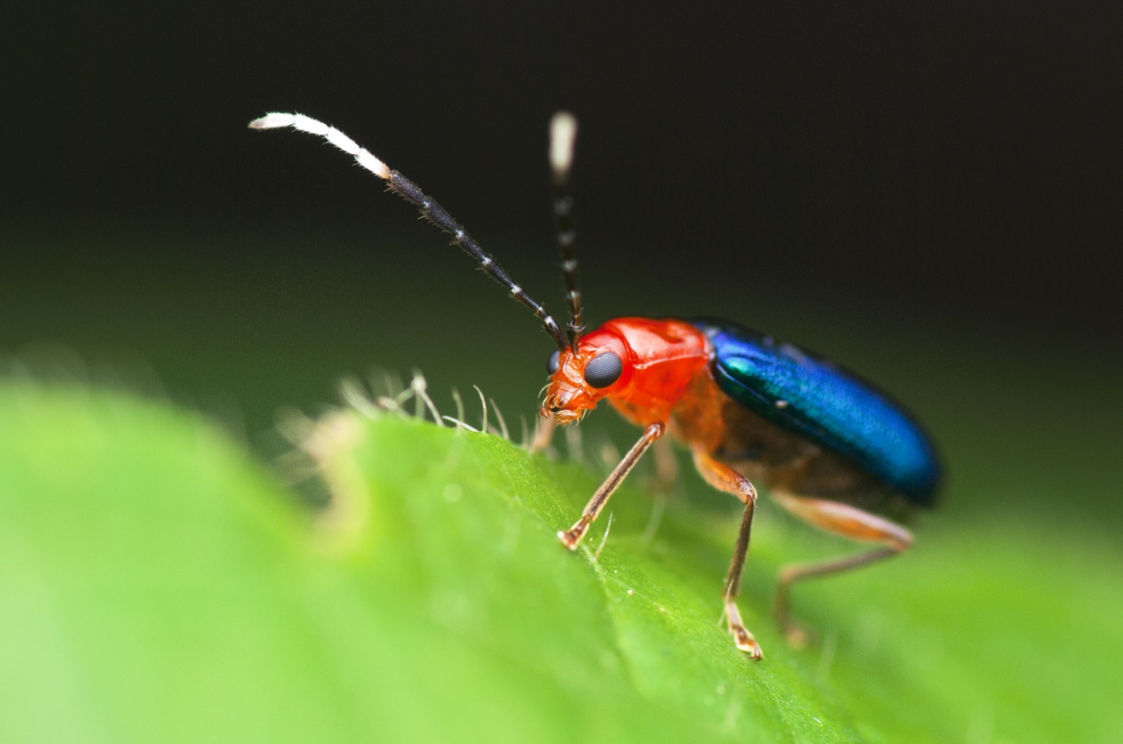 bombardier beetle