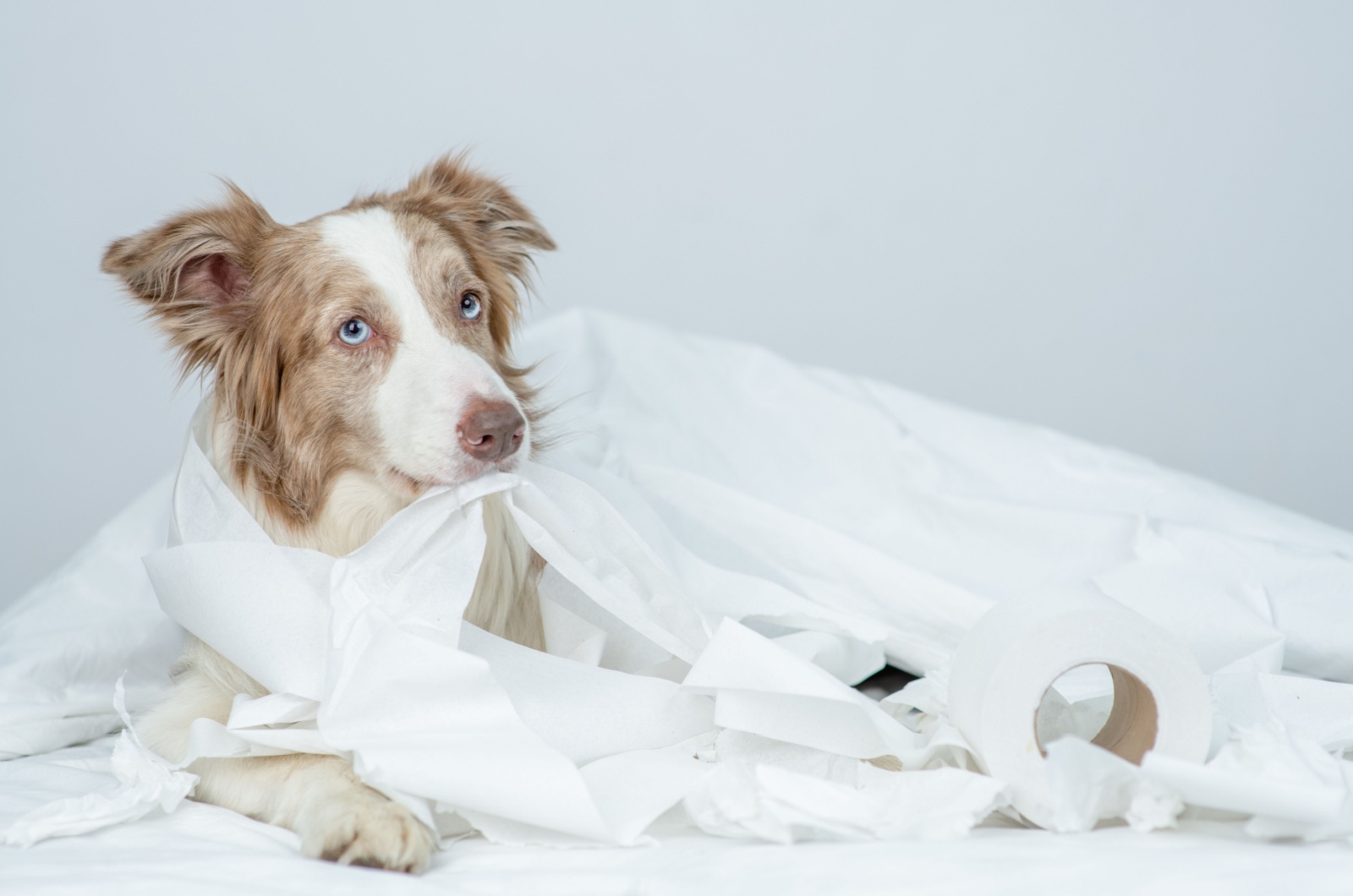 bored border collie