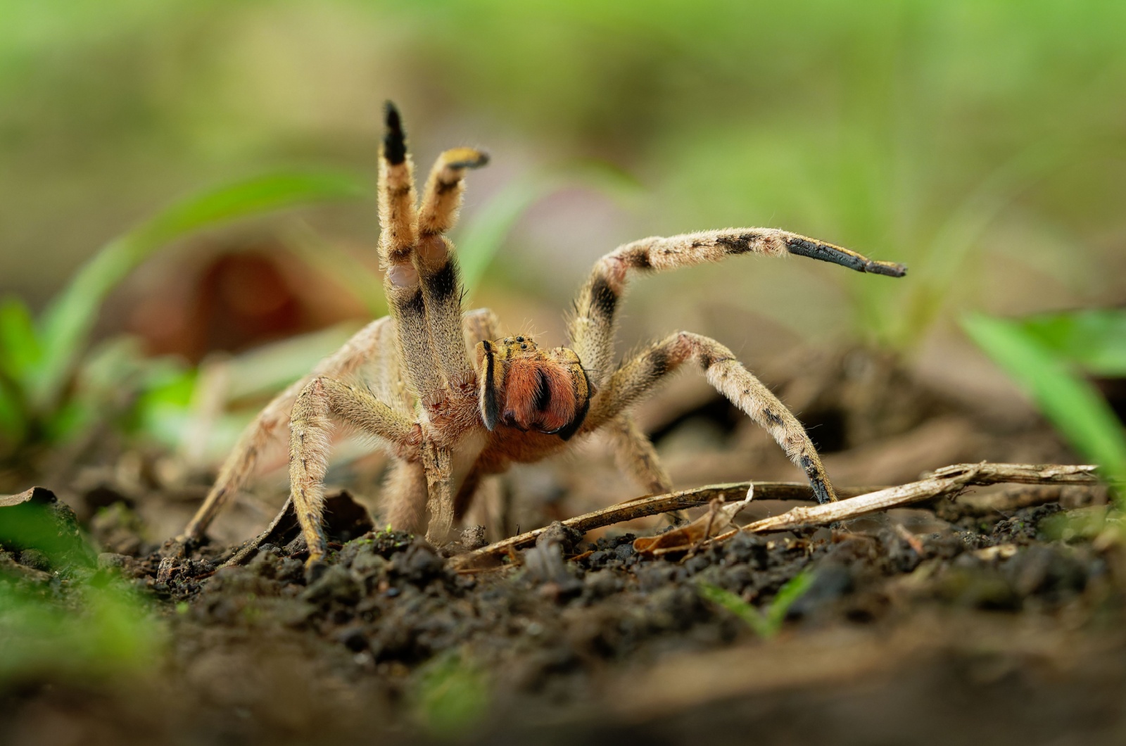 brazilian wandering spider 