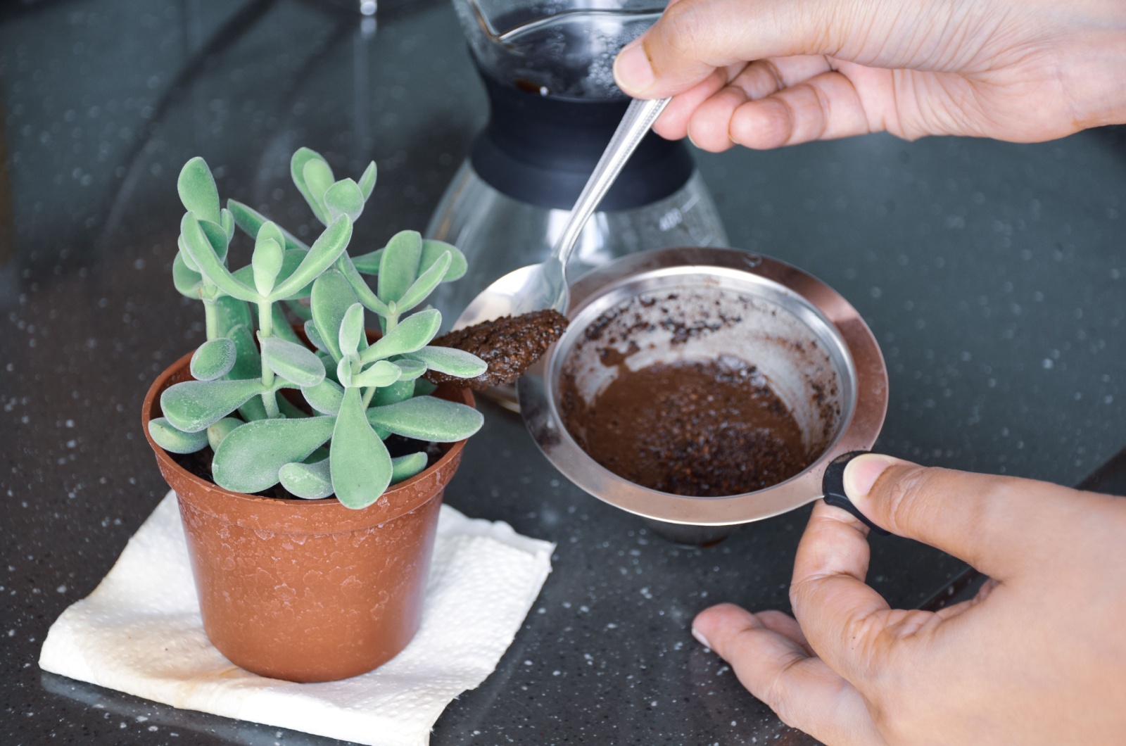 brewed coffee grounds in a plant pot