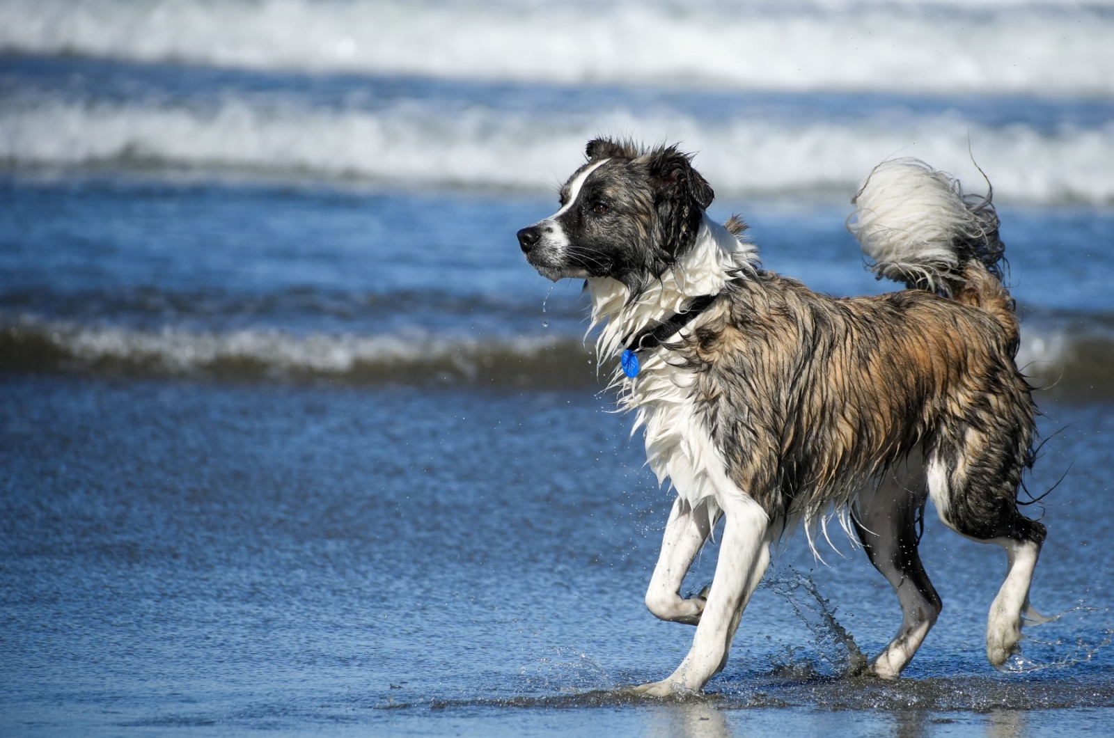 brindle border collie