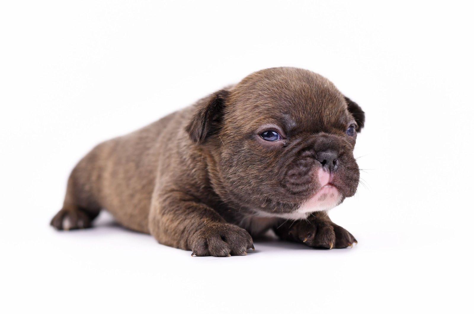 brindle french bulldog