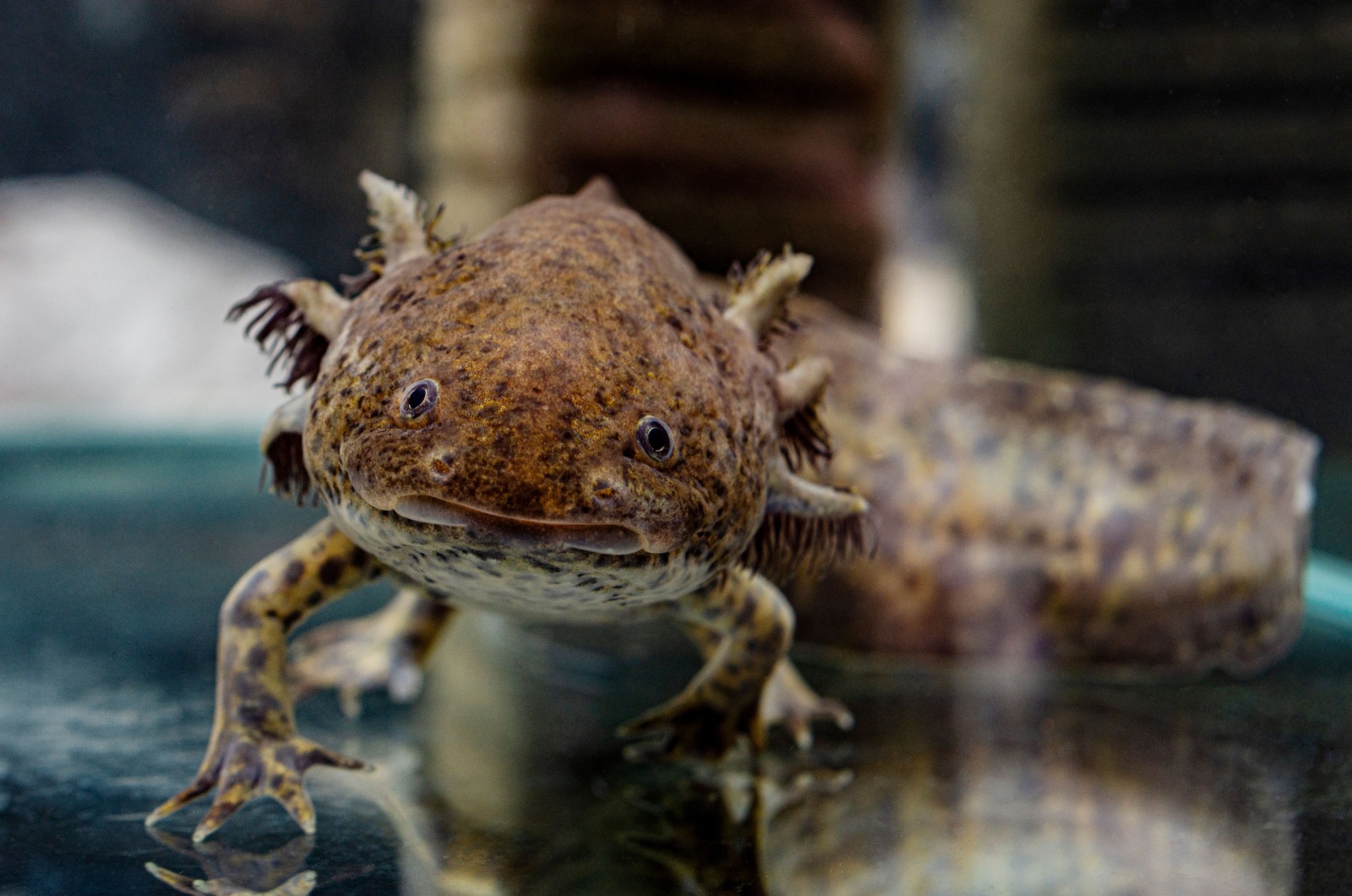 brown axolotl