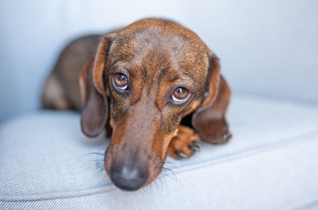 brown dog with big brown eyes