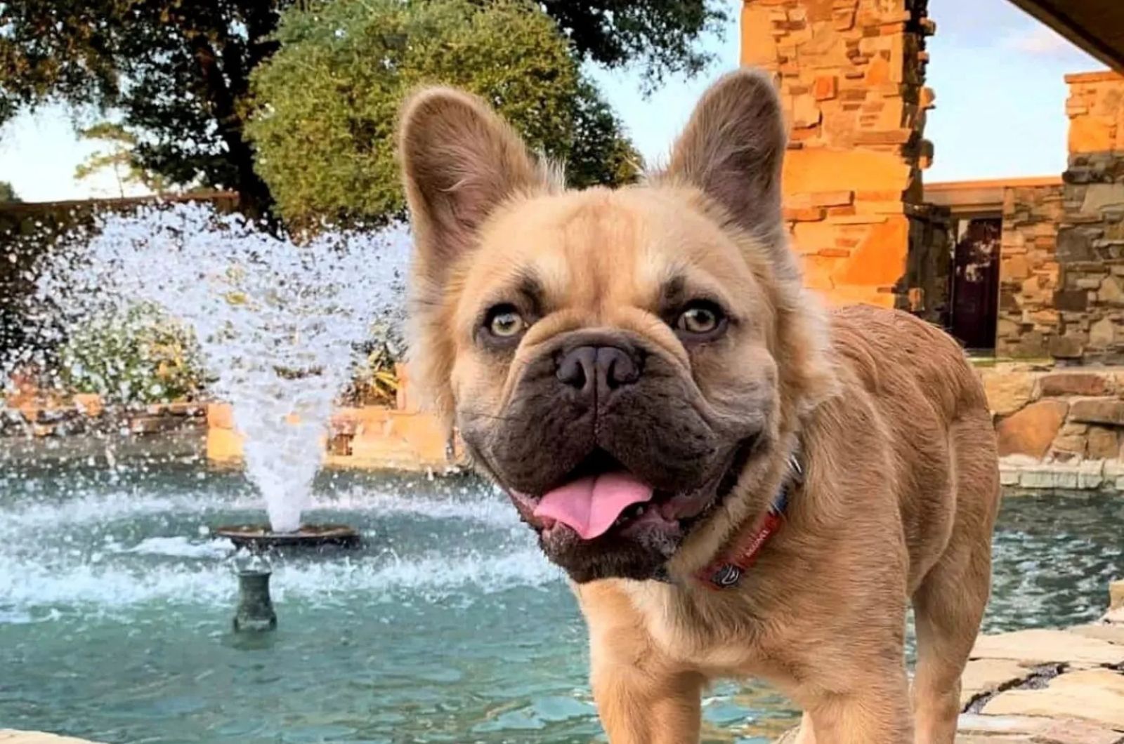 brown long haired French Bulldog