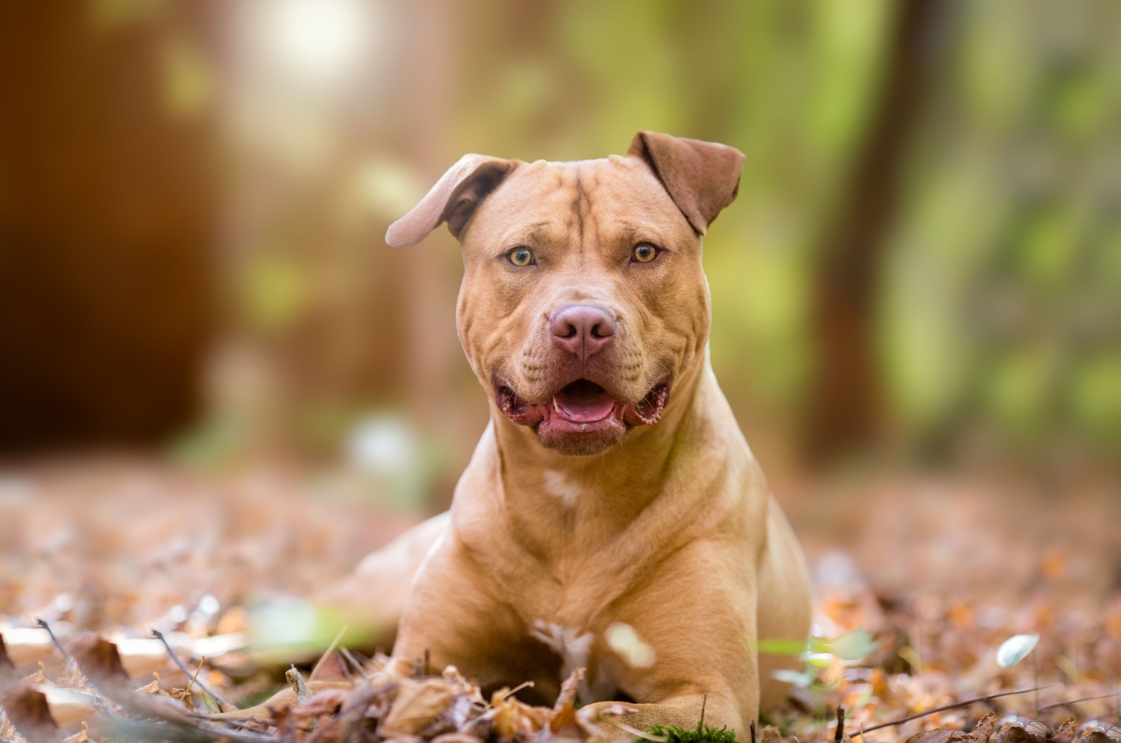 brown pit bull laying down