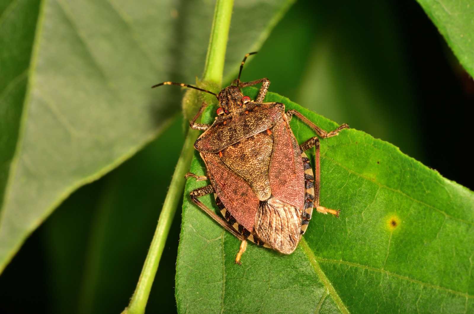 brown stink bug