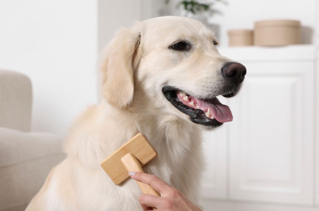 brushing a dog