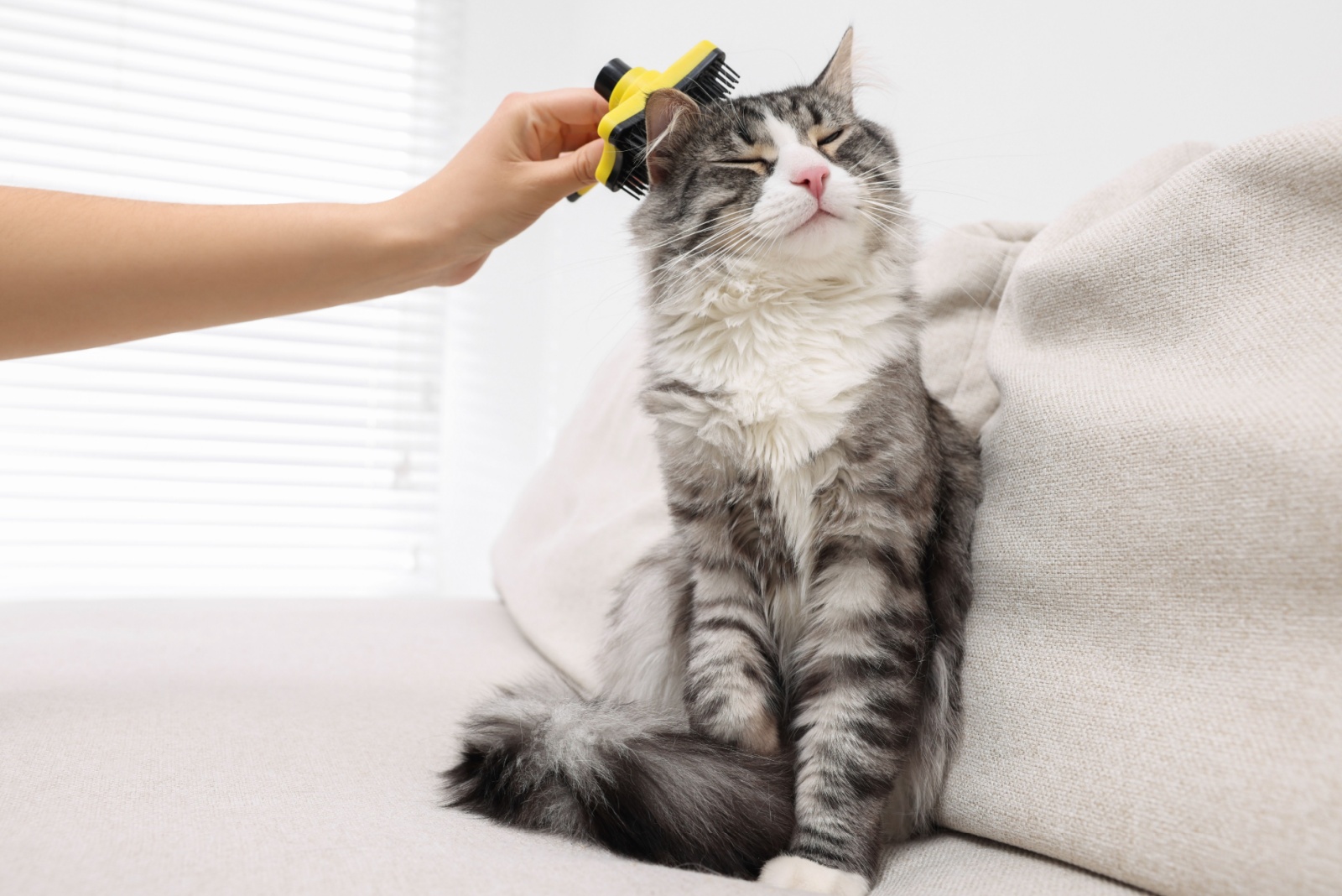 brushing cat