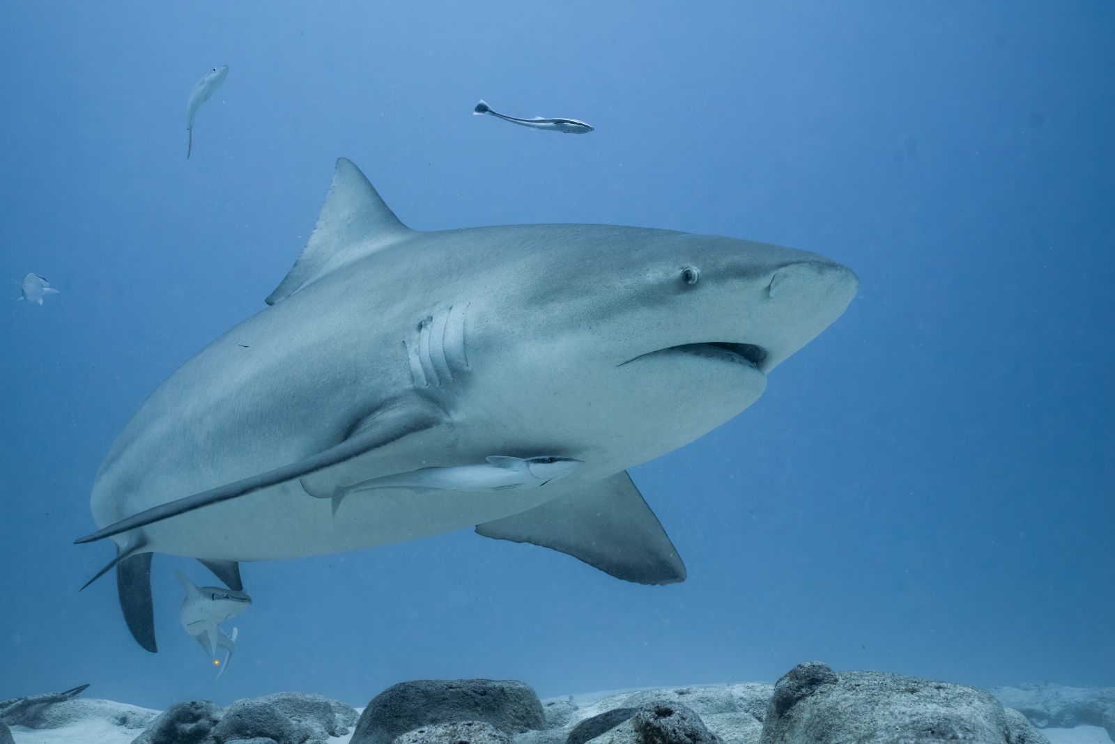 bull shark