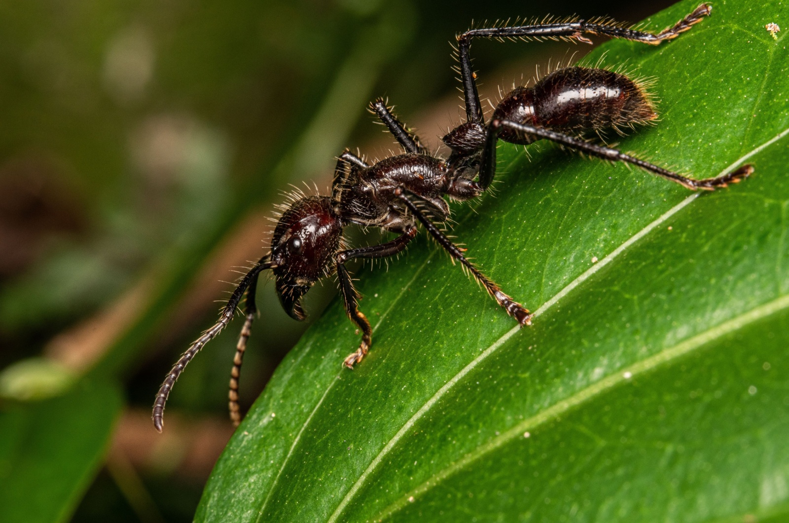 bullet ant