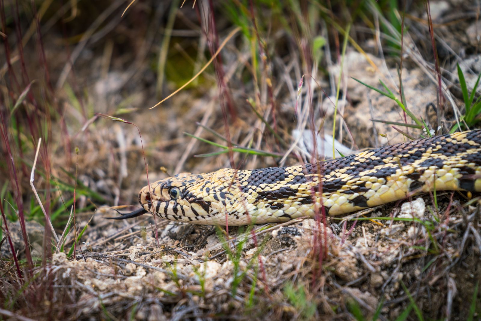 bullsnake head closeup