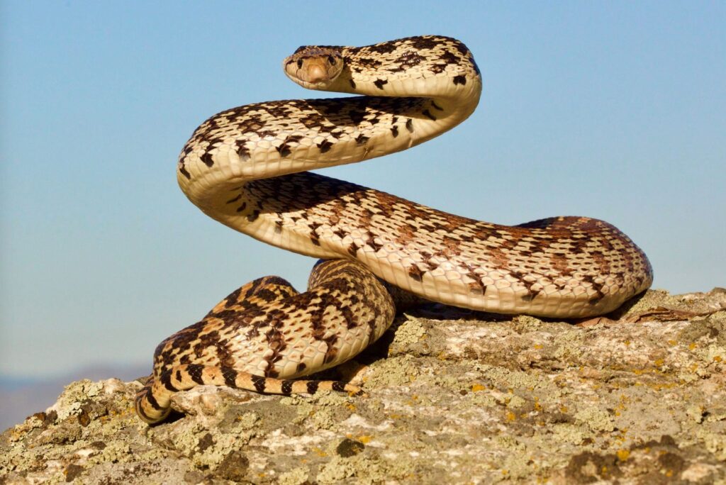 bullsnake on a rock