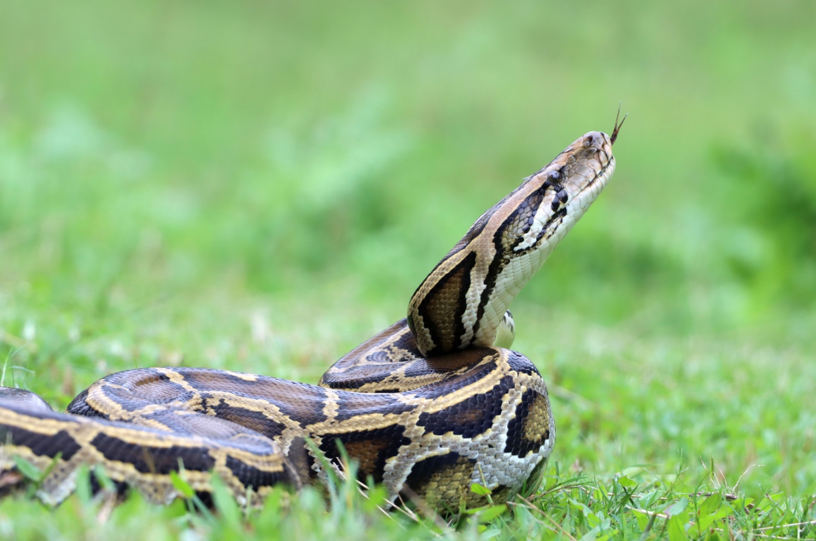 burmese python