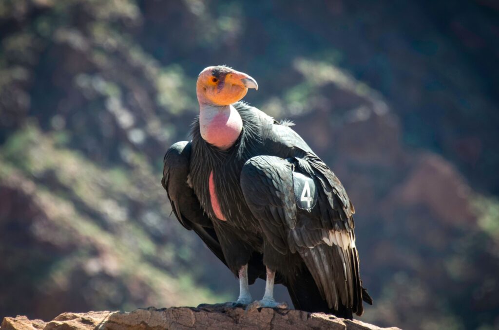 12 Rare And Beautiful Birds You May Never See Again