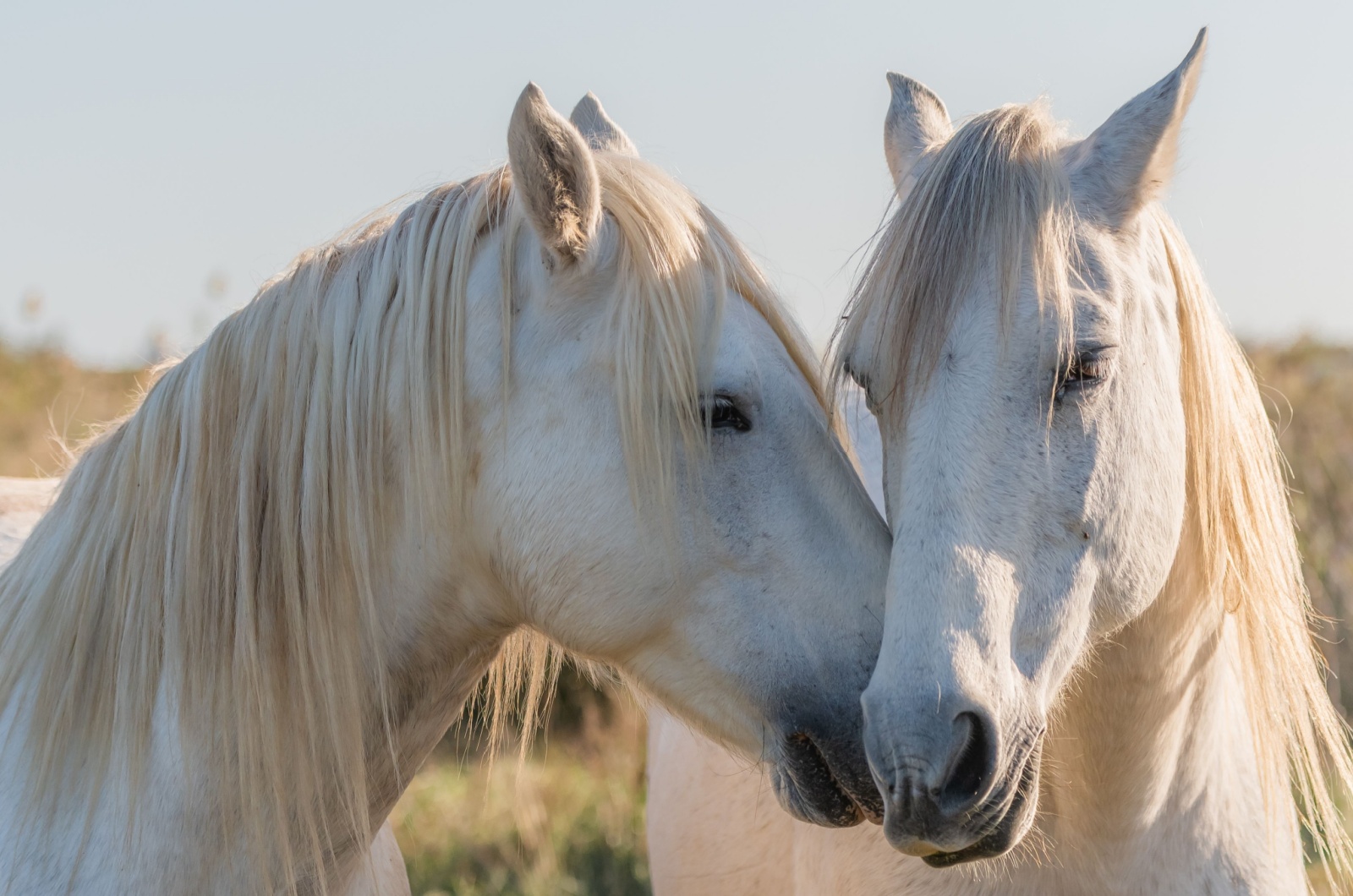 camargue