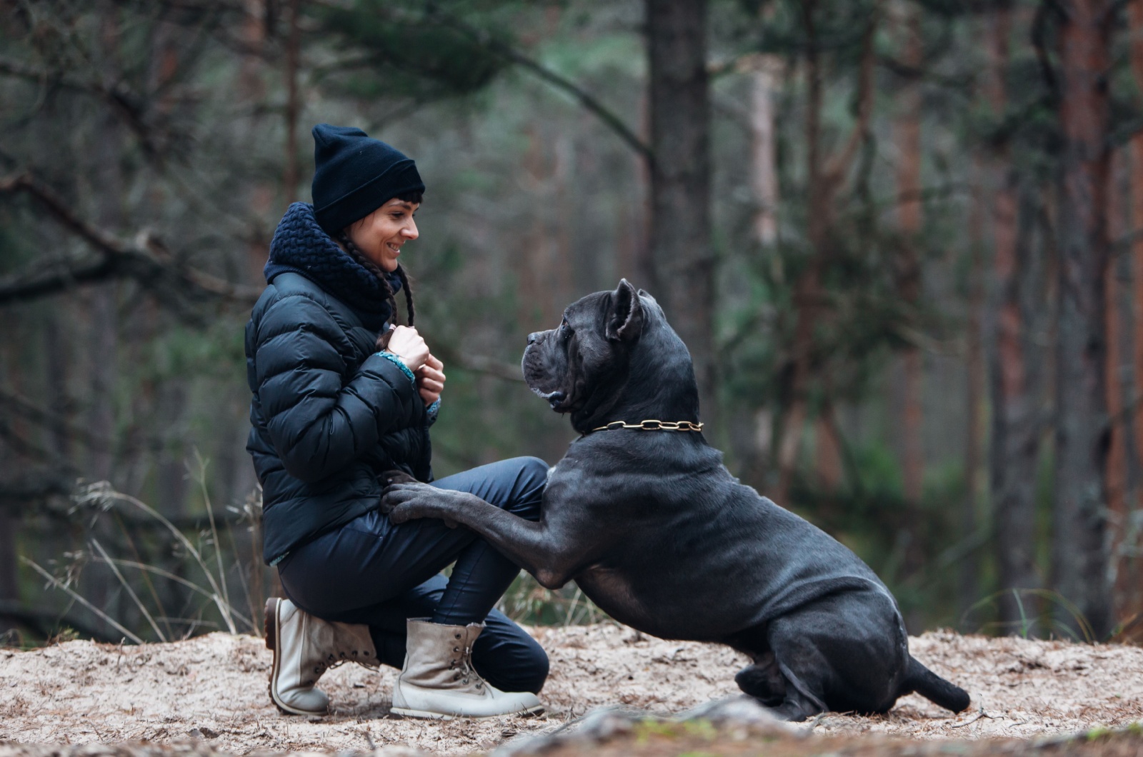 cane corso