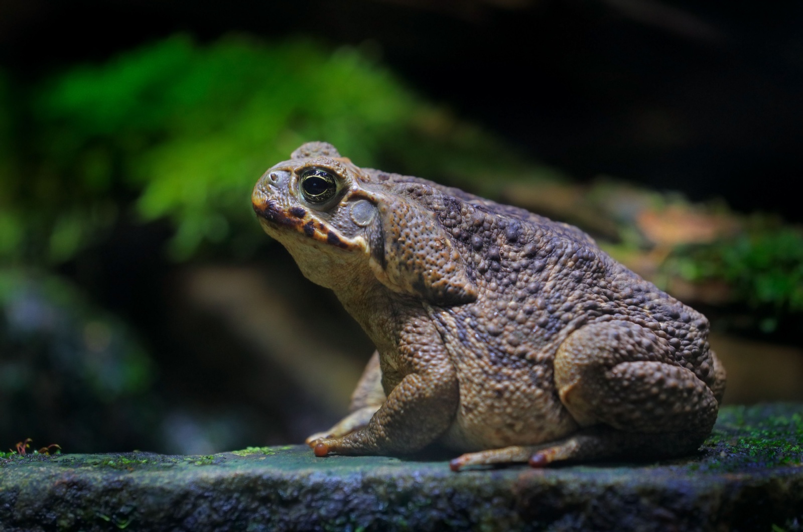 cane toad