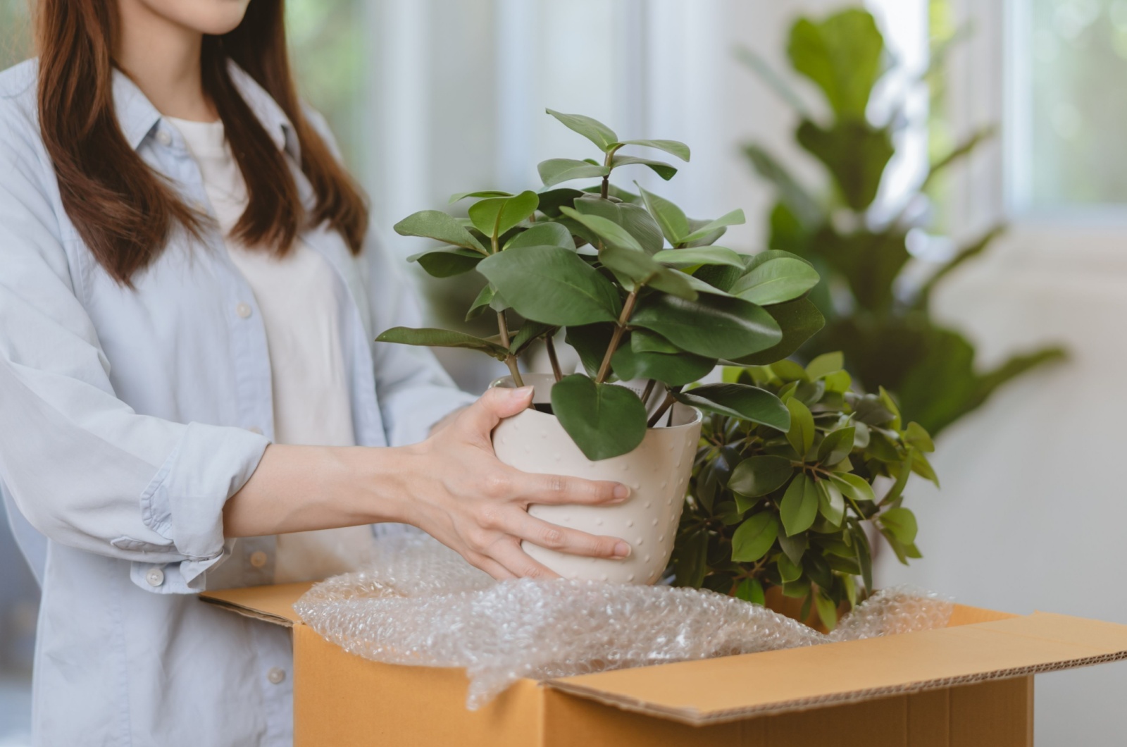 cardboard and plant