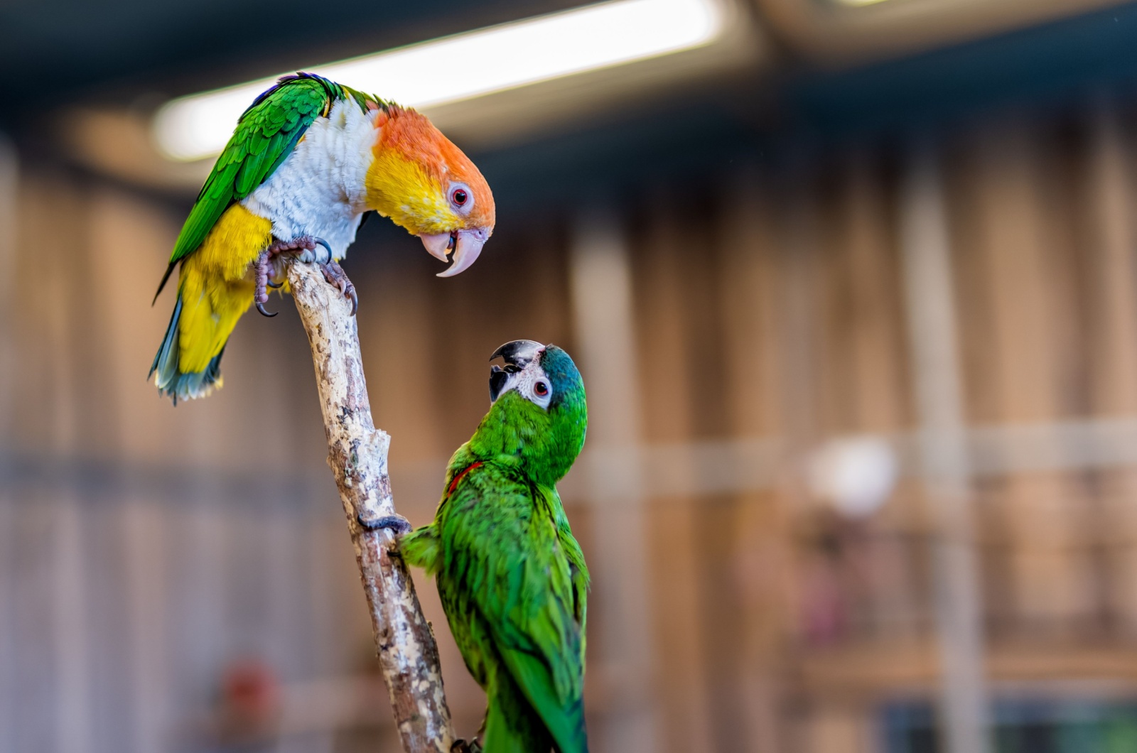 carolina parakeet