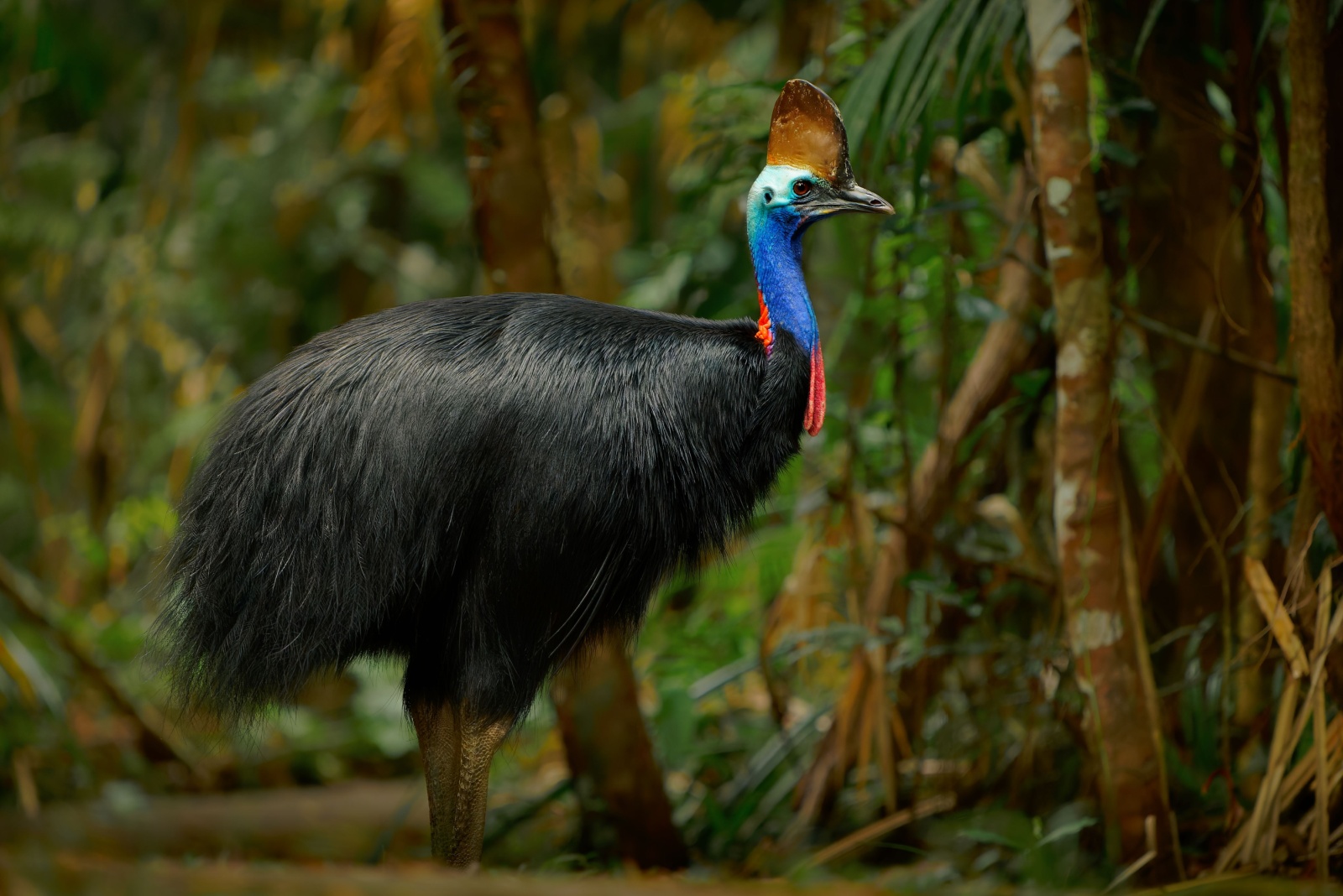 cassowary