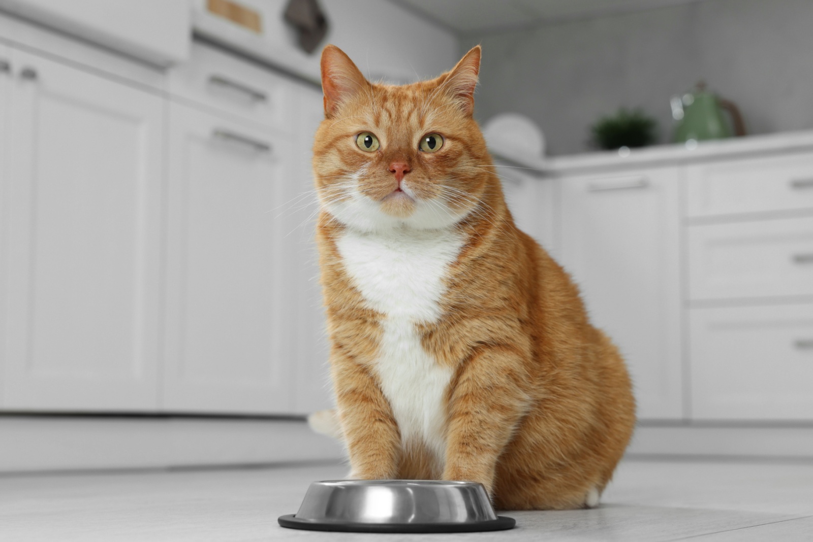 cat and bowl