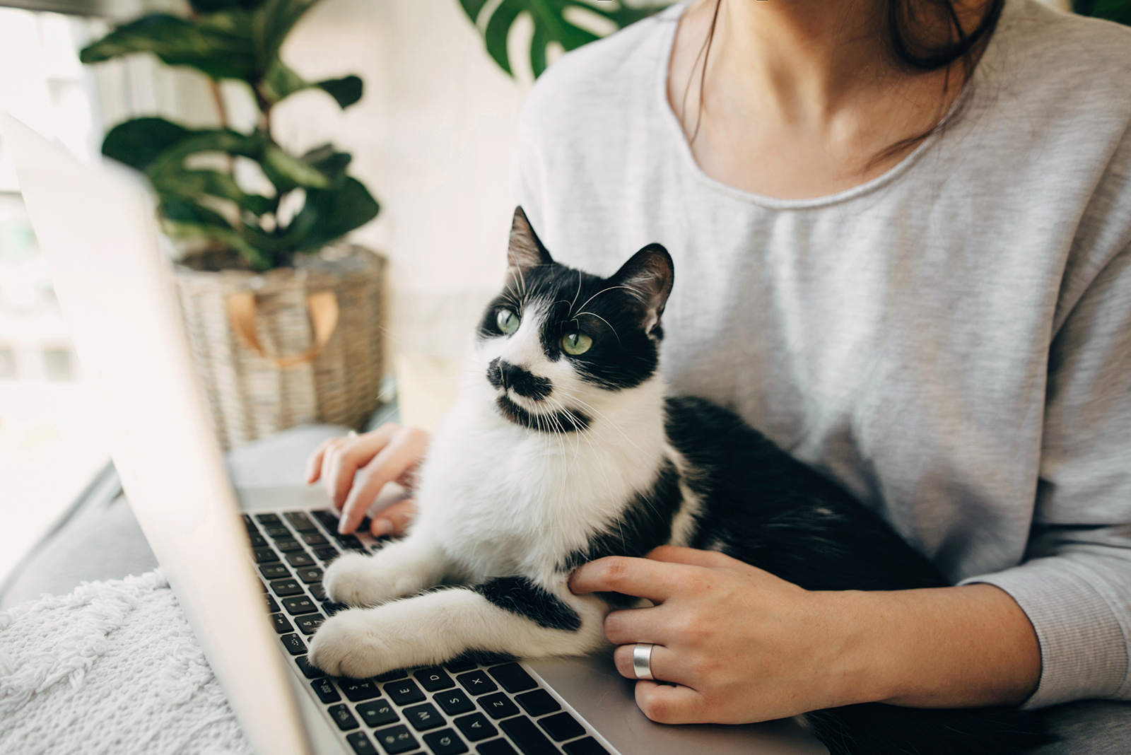 cat and laptop