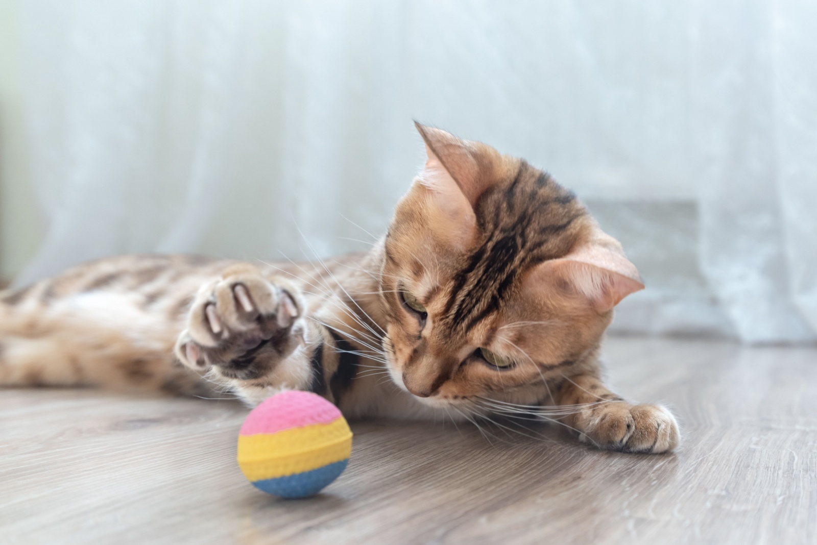 cat and toy