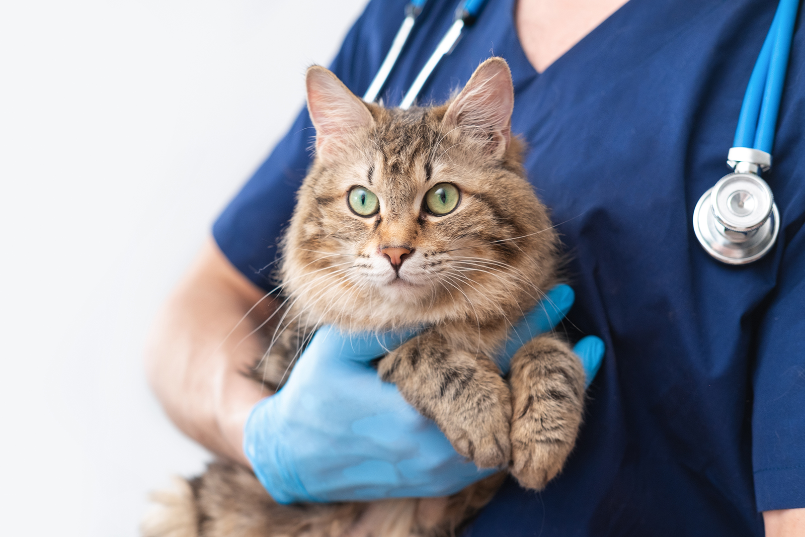 cat at vet